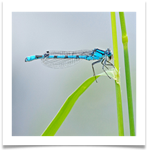 Damselfly - Chris Beesley
